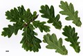 SpeciesSub: Pendula Group 'Alnarp' SpeciesSub: Pendula Group 'Alnarp'